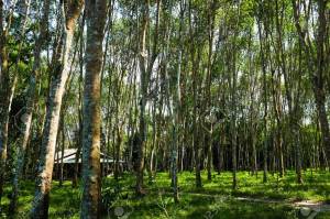 Field of Para Rubber Tree