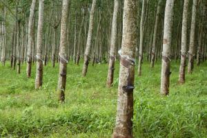 CKH 1123 - Soutenir la filière du bois d'hévéa au Cambodge